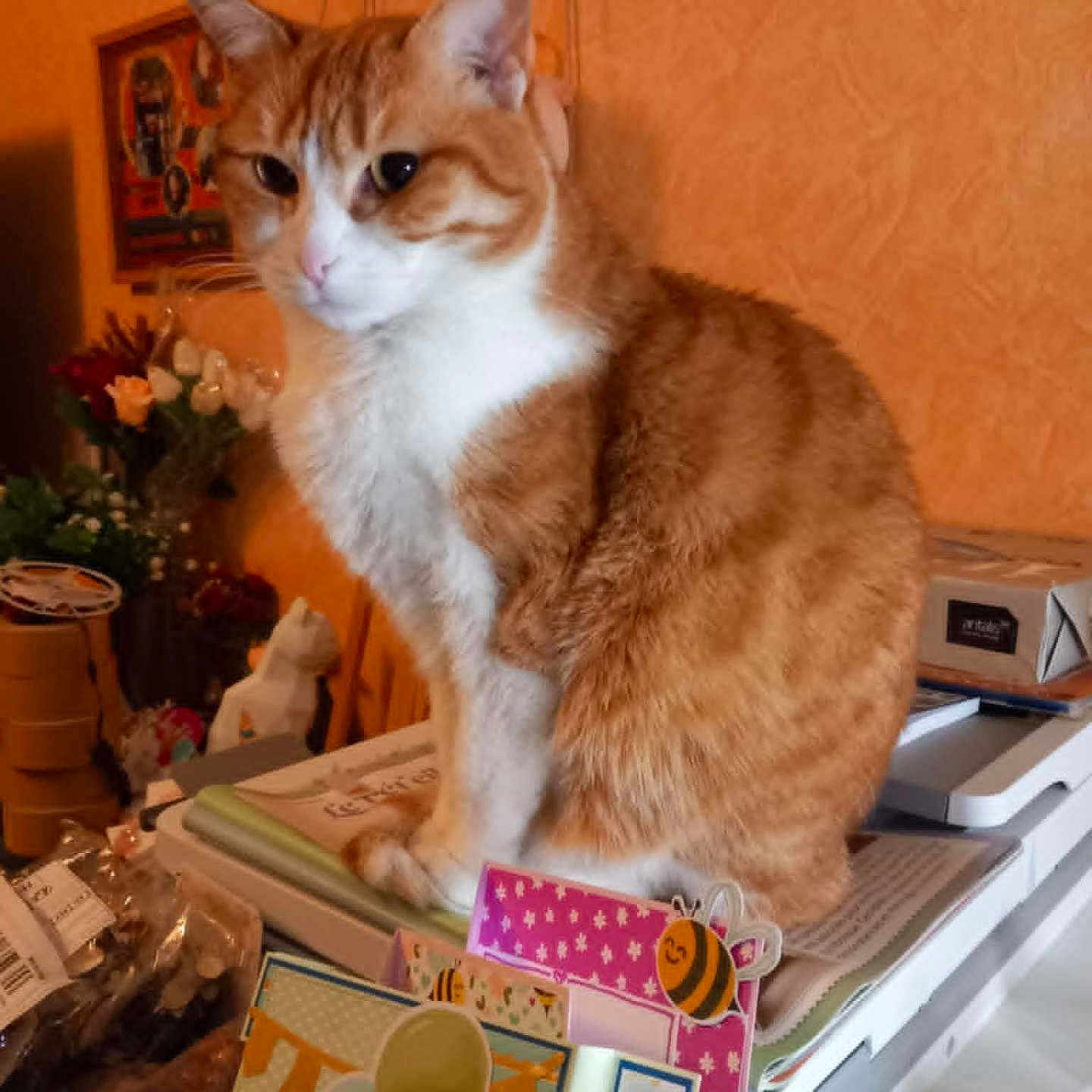 Phoebe a rejoint le concours — aidez-le/la à gagner de superbes lots ! cards, cat, close_up, clutter, cozy, curious, decor, domestic_animal, feline, flowers, household, indoor, orange_cat, orange_wall, papers, pet, sitting, stationery, table, white_cat