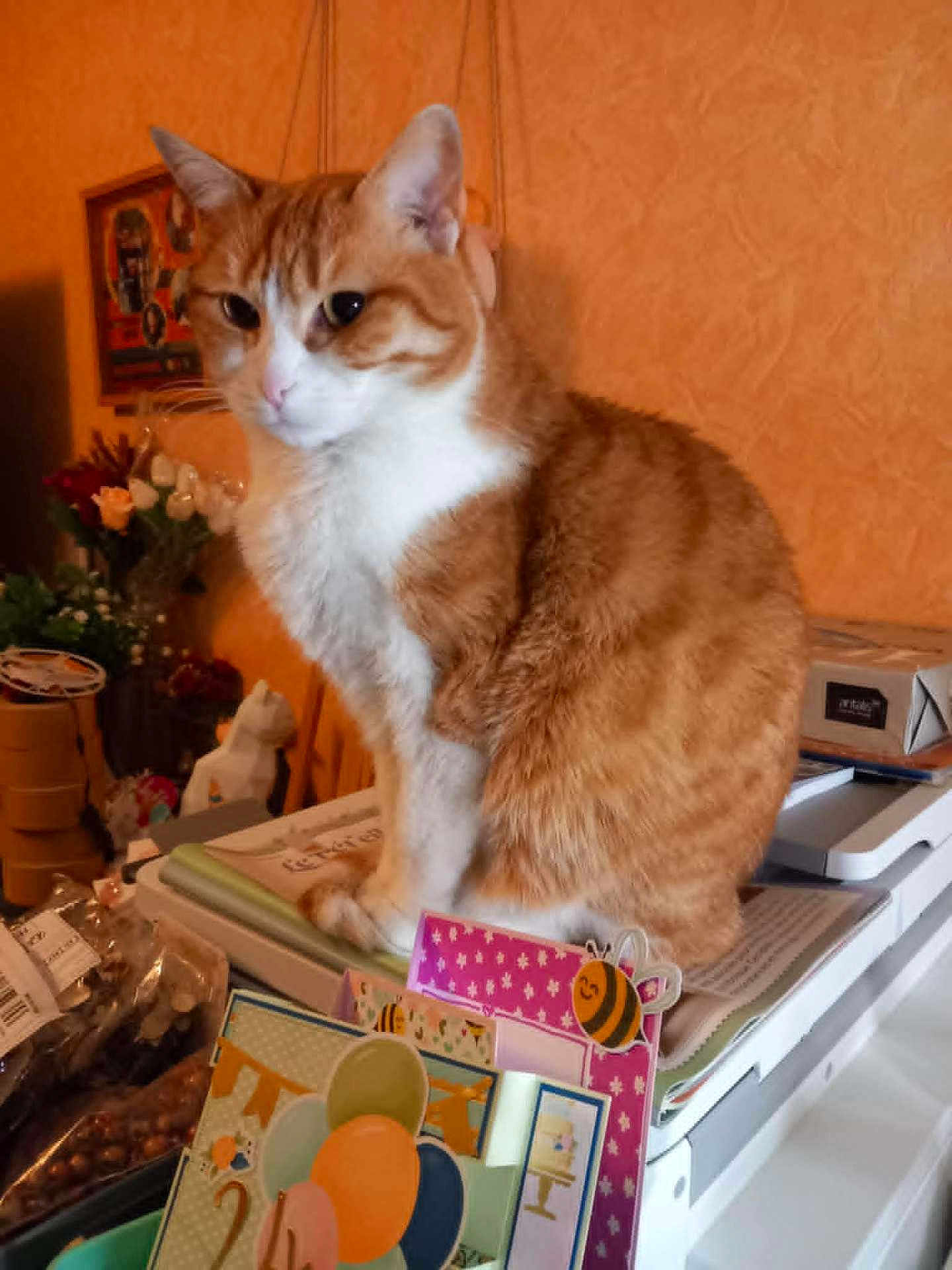 Phoebe a rejoint le concours — aidez-le/la à gagner de superbes lots ! cat, orange_cat, white_cat, indoor, sitting, papers, cards, clutter, orange_wall, flowers, decor, curious, pet, feline, table, stationery, close_up, household, domestic_animal, cozy
