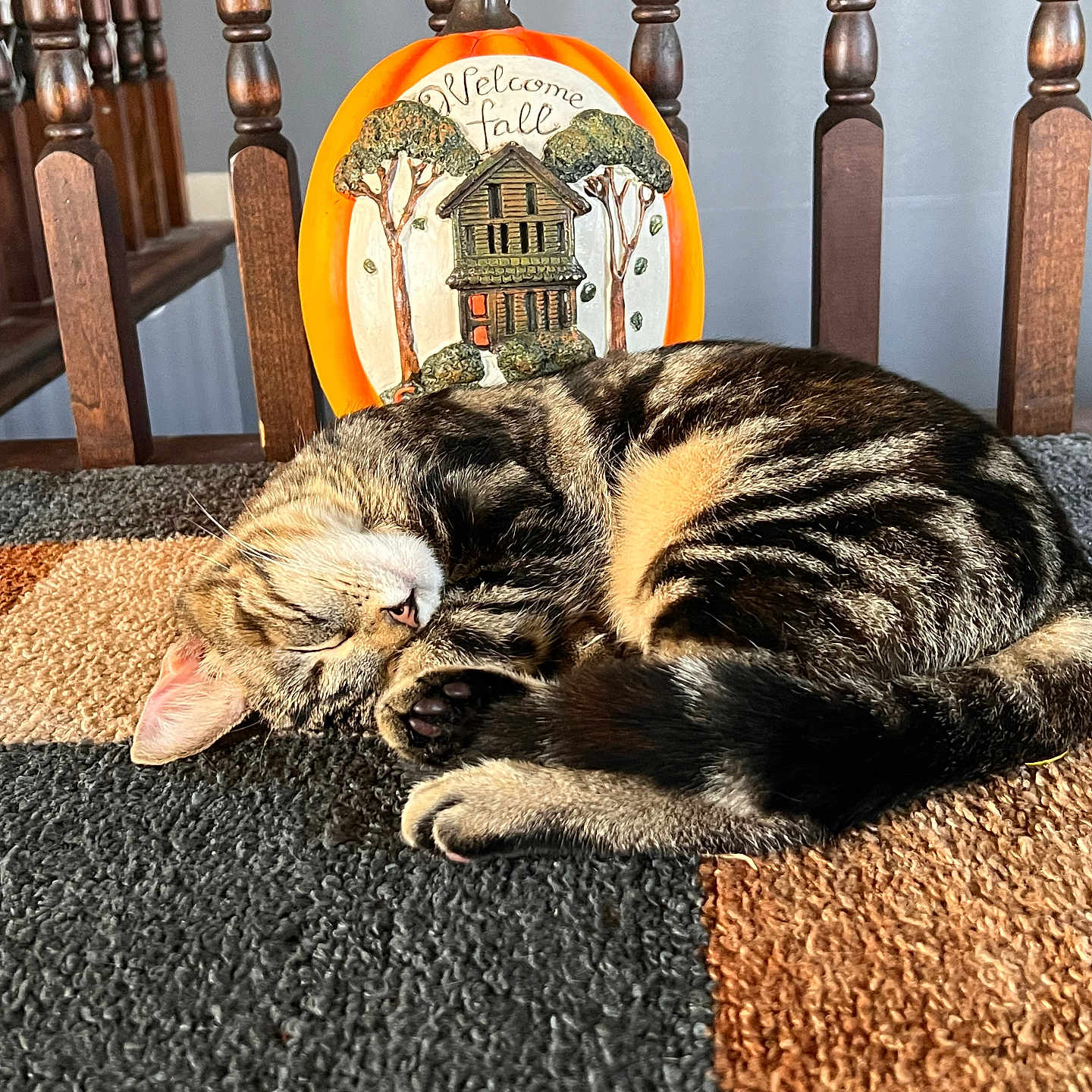 Winter joined the competition — help win amazing prizes! animal, architecture, building, cat, chair, furniture, hardwood, homedecor, indoors, interiordesign, kitten, livingroom, manx, person, pet, photography, room, rug, table, wood