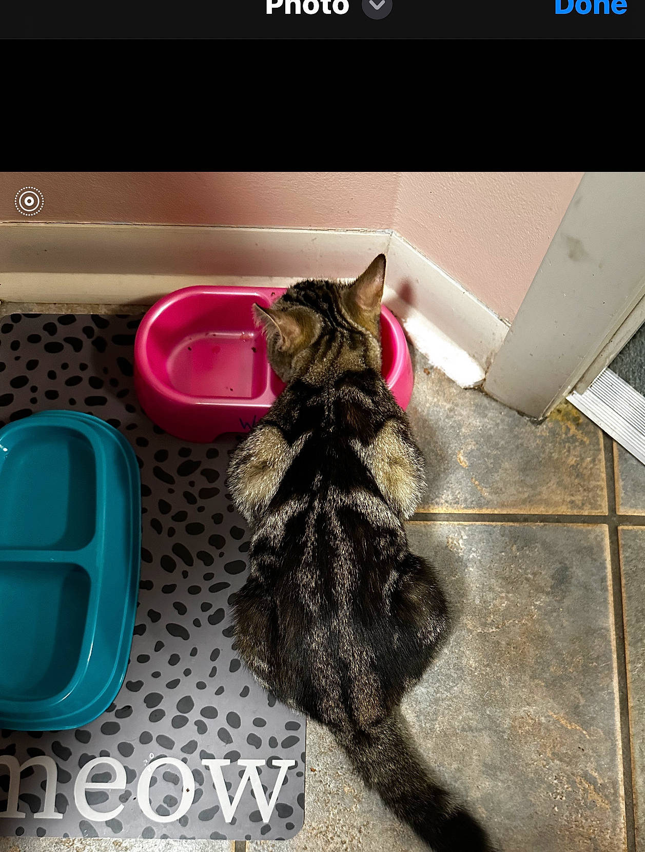 Winter joined the competition — help win amazing prizes! abyssinian, animal, architecture, bathroom, building, cat, furniture, homedecor, indoors, interiordesign, kitten, livingroom, manx, mat, person, pet, potty, room, sleeping, toilet