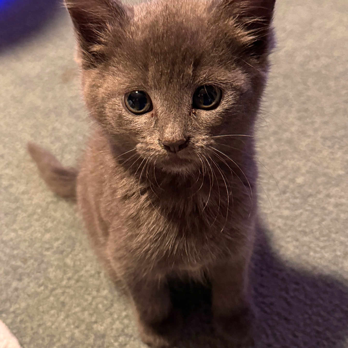 Otis