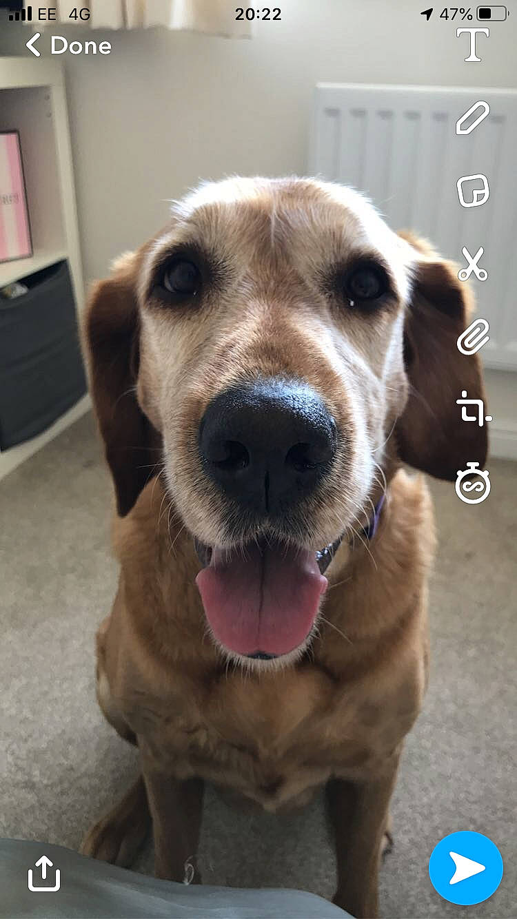 Bella is registered to the contest to win money with this photo: beagador, broholmer, canidae, carnivore, companion_dog, dog, dog_breed, fawn, golden_retriever, labrador_retriever, mammal, nose, photo_caption, retriever, snout, sporting_group, street_dog, vertebrate, whiskers