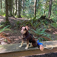 Sammi is registered to the contest to win money with this photo: dog, bench, forest, trees, ferns, nature, outdoor, sunlight, pet, canine, wood, leash, harness, animal, park, greenery, daylight, sitting, happy, adventure