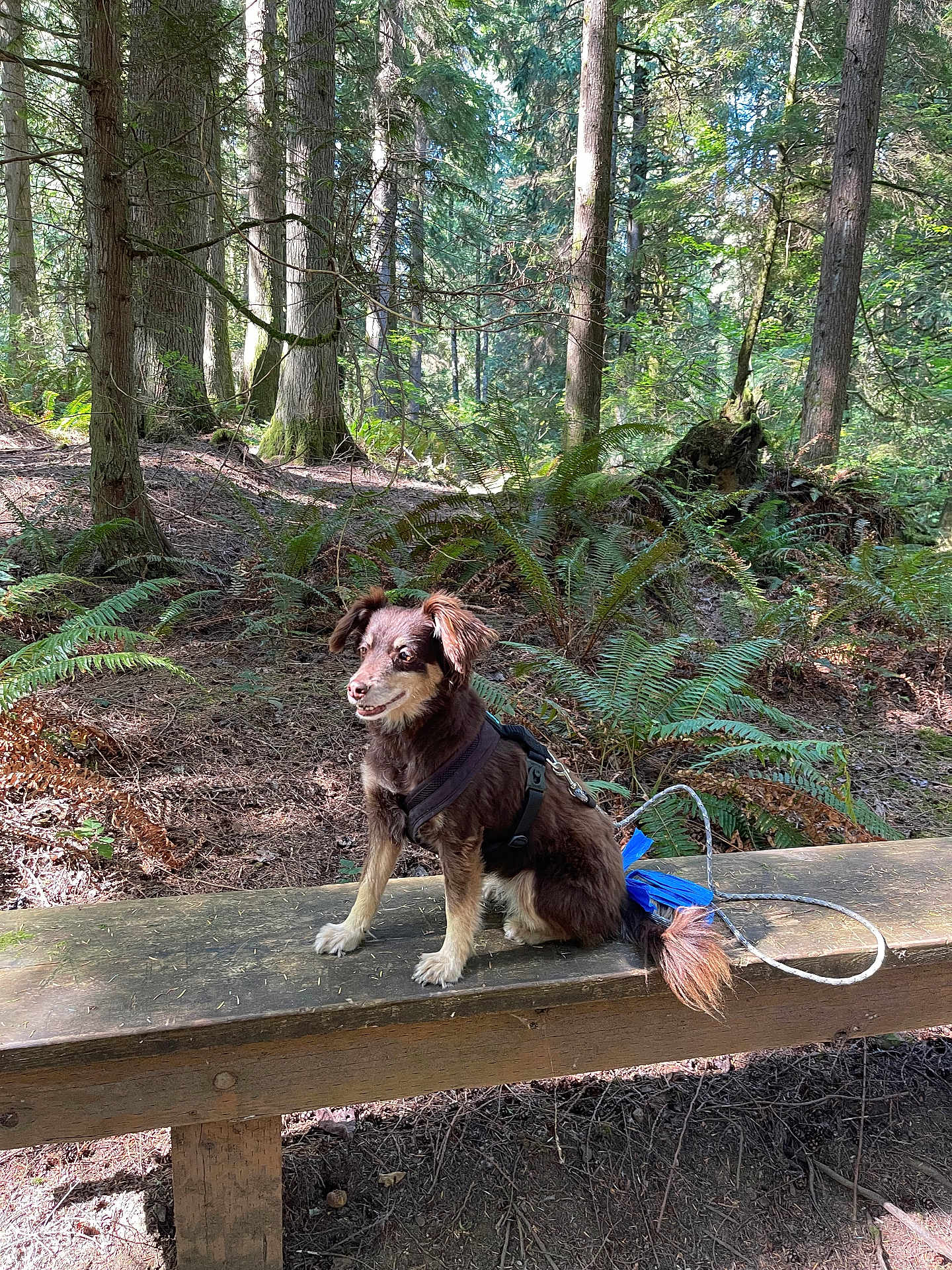 Sammi is registered to the contest to win money with this photo: dog, bench, forest, trees, ferns, nature, outdoor, sunlight, pet, canine, wood, leash, harness, animal, park, greenery, daylight, sitting, happy, adventure