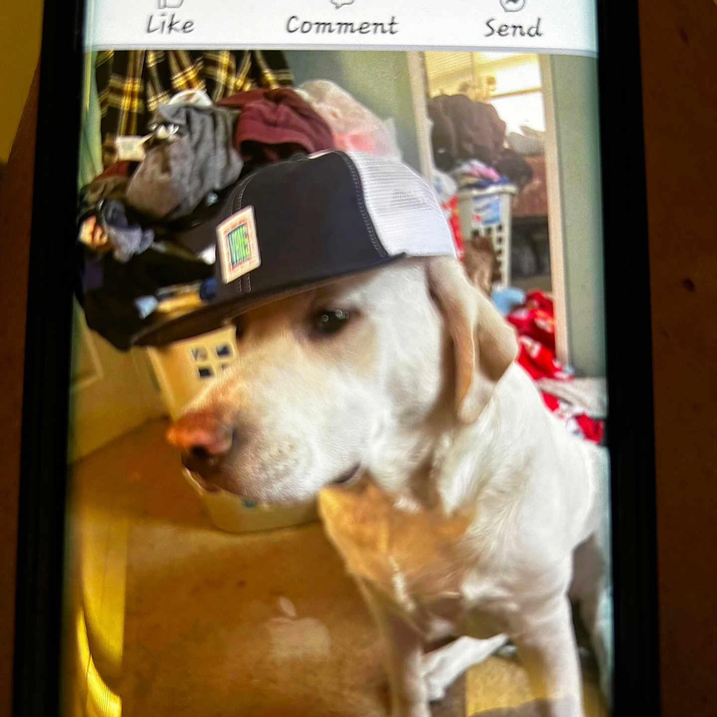 Penelope joined the competition — help win amazing prizes! animal, baseballcap, canine, cap, clothing, computerhardware, dog, electronics, face, hat, head, hound, labradorretriever, mobilephone, person, pet, phone, photography, portrait, text