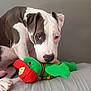 animal, close_up, cute, dog, ears, fur, gray_background, green_toy, indoor, looking, pet, pitbull, playful, plush_toy, puppy, red_hat, snout, soft_surface, toy, young_dog