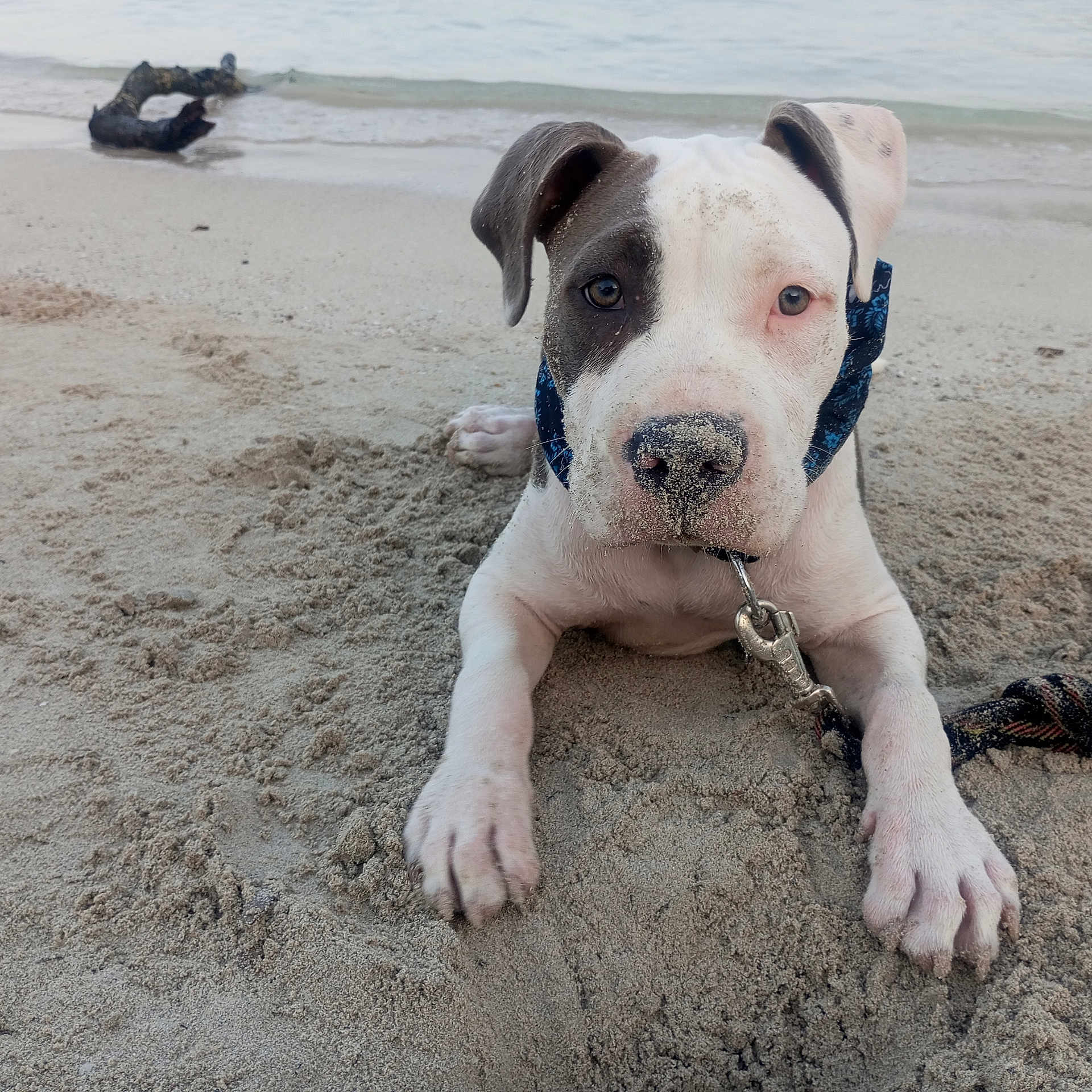 A' Weez a rejoint le concours — aidez-le/la à gagner de superbes lots ! animal, beach, canine, close_up, curious, dog, ear_flop, leash, nature, outdoor, pet, playful, puppy, resting, sand, shore, snout, summer, water, young_dog