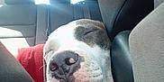 A' Weez participe au concours pour gagner de l'argent avec cette photo : animal, canine, car_interior, closed_eyes, closeup, comfort, cozy, dog, domestic_animal, fur, headrest, muzzle, nose, pet, relaxation, resting, seat, sleeping, transport, vehicle