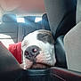 animal, canine, car_interior, closed_eyes, closeup, comfort, cozy, dog, domestic_animal, fur, headrest, muzzle, nose, pet, relaxation, resting, seat, sleeping, transport, vehicle