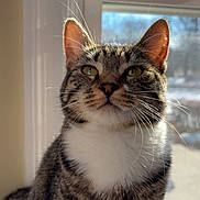 Coco is registered to the contest to win money with this photo: bright, cat, close_up, curious, domestic_cat, ears, face, feline, fur, green_eyes, indoor, nose, pet, portrait, sitting, sunlight, tabby_cat, whiskers, window, window_sill