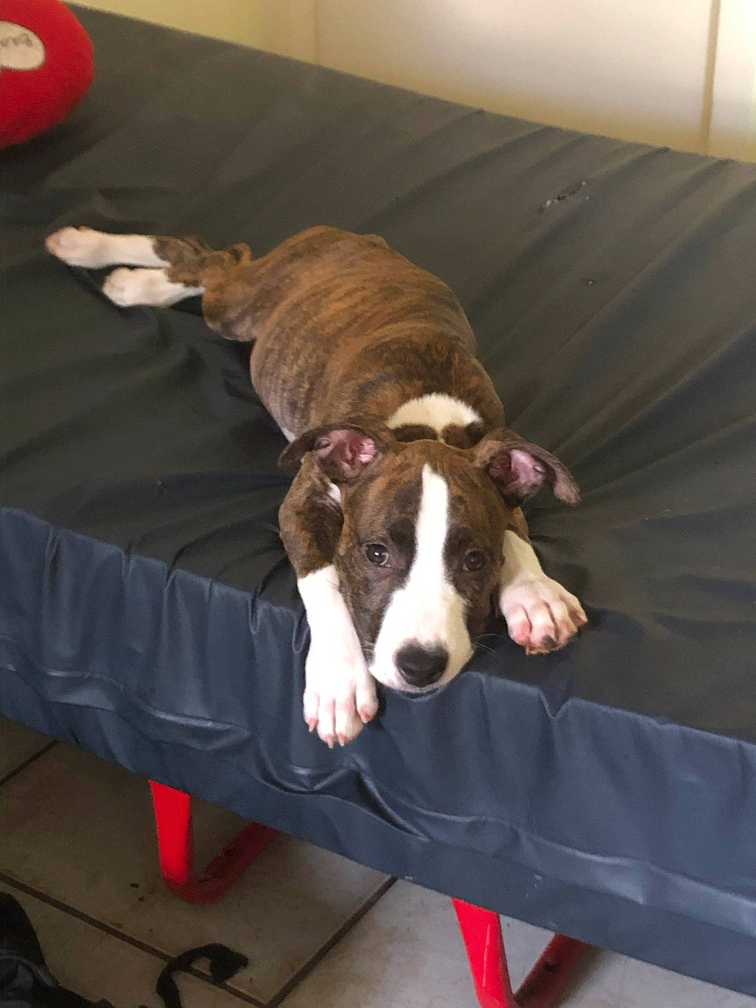 Ivar a rejoint le concours — aidez-le/la à gagner de superbes lots ! canidae, carnivore, comfort, companion_dog, couch, dog, dog_breed, dog_supply, fawn, flooring, fur, hardwood, liver, pet_supply, sighthound, snout, sporting_group, terrestrial_animal, wood, working_animal