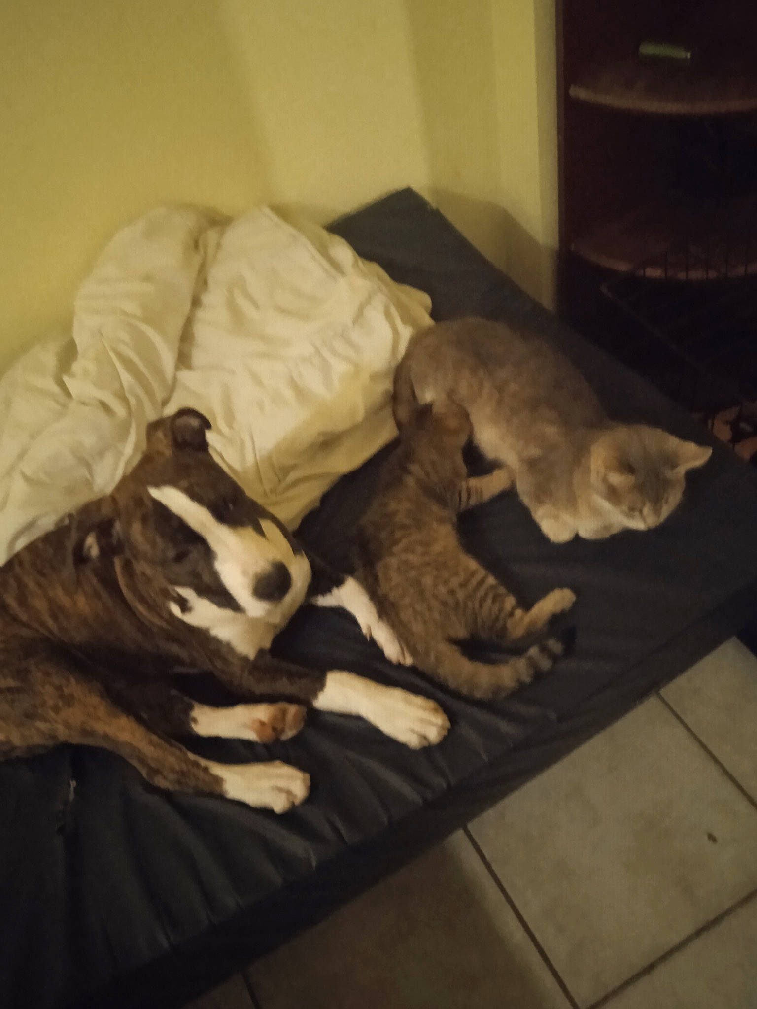 Ivar participe au concours pour gagner de l'argent avec cette photo : carnivore, cat, cloud, comfort, companion_dog, dog_breed, fawn, felidae, floor, flooring, fur, hardwood, linens, mammal, small_to_medium_sized_cats, snout, tail, tints_and_shades, whiskers, wood