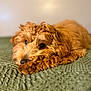 Tank joined the competition — help win amazing prizes! animal, bed, blanket, brown, closeup, companion, cozy, curly_fur, cute, dog, fur, golden_doodle, indoor, lying_down, pet, portrait, puppy, resting, sleepy, soft_light