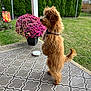 backyard, brown_dog, canine, curious, daylight, dog, flower_pot, flowers, garden, grass, greenery, harness, nature, outdoor, patterned_rug, pet, playful, porch, standing, tail