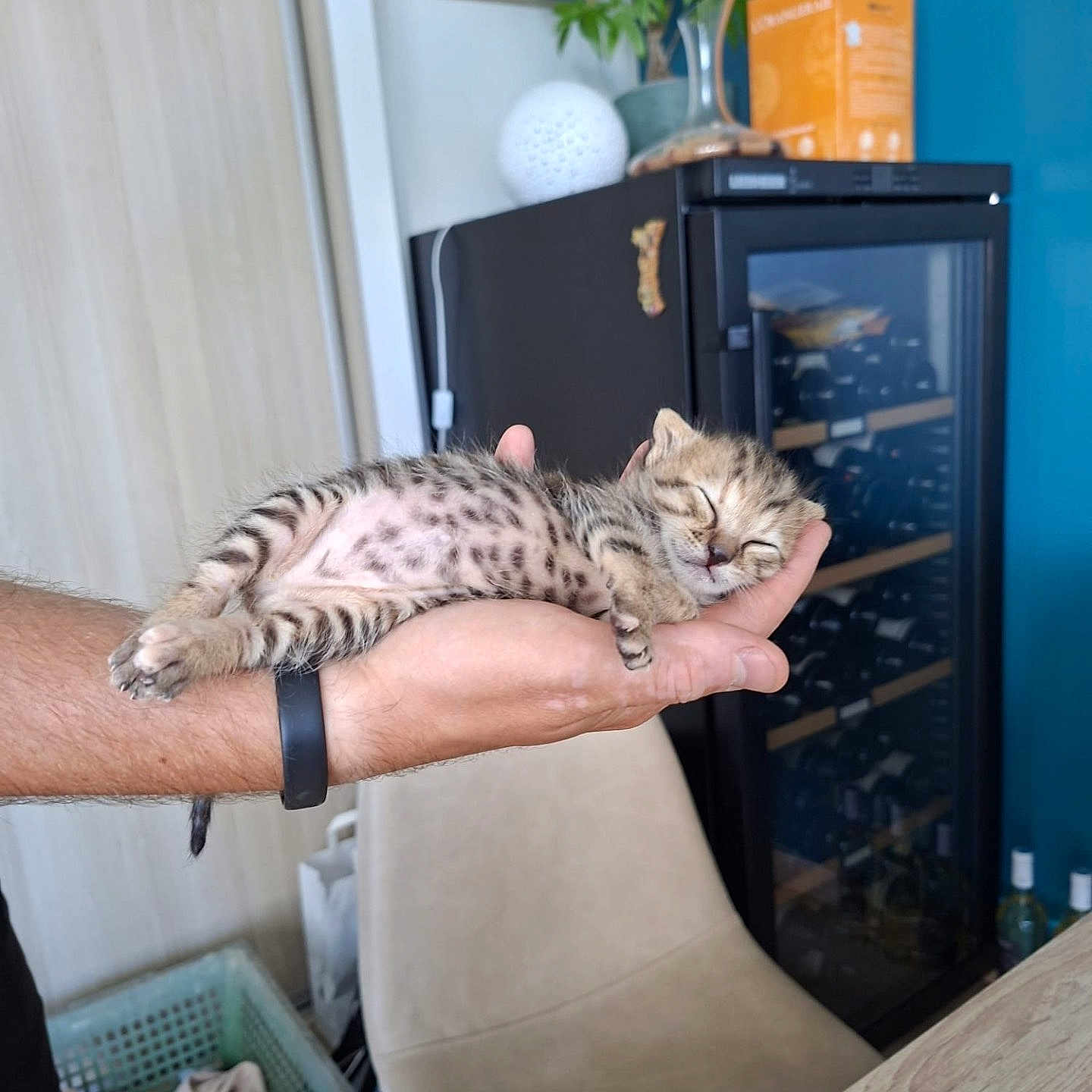 Galie a rejoint le concours — aidez-le/la à gagner de superbes lots ! arm, basket, cat, chair, clothing, cozy, domestic, fur, hand, indoor, kitten, paw, person, pet, plant, relaxation, sleeping, spots, table, wine_cooler