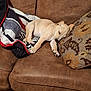 animal, blanket, brown_leather, comfort, couch, cozy, cute, dog, domestic_animal, fur, home, indoor, pet, pillow, puppy, relaxation, resting, sleep, sleeping, young_dog