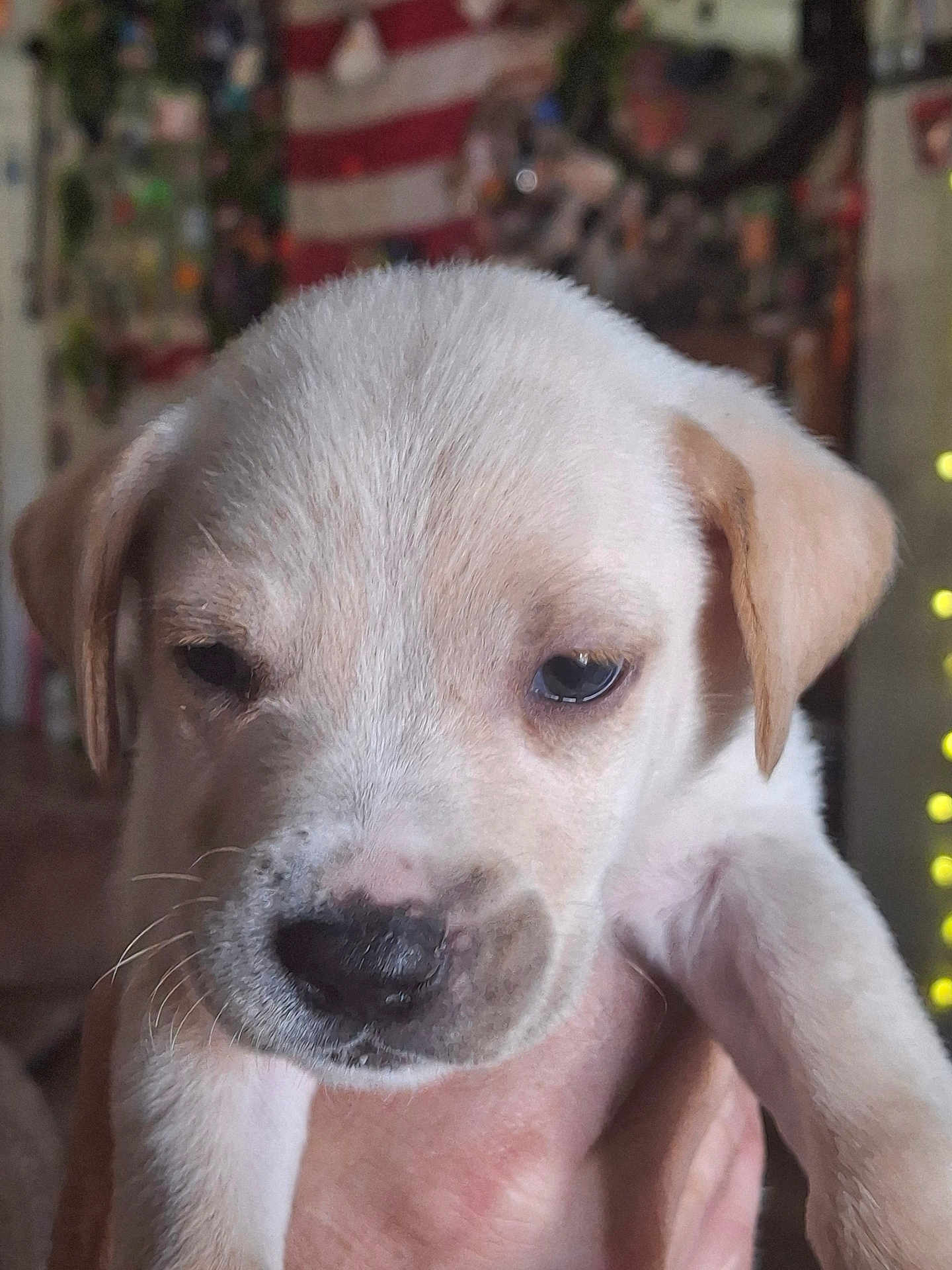 Chiquita