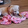 animal, blanket, bone, canine, chewing, collar, cozy, cute, dog, domestic, floor, indoor, pet, pink, puppy, resting, soft, toy, wooden_floor, young