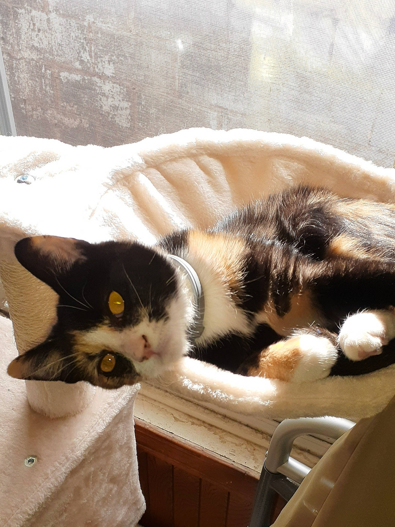 Butchy joined the competition — help win amazing prizes! aegean_cat, american_shorthair, american_wirehair, asian, carnivore, cat, domestic_short_haired_cat, european_shorthair, felidae, fur, kitten, paw, polydactyl_cat, small_to_medium_sized_cats, whiskers