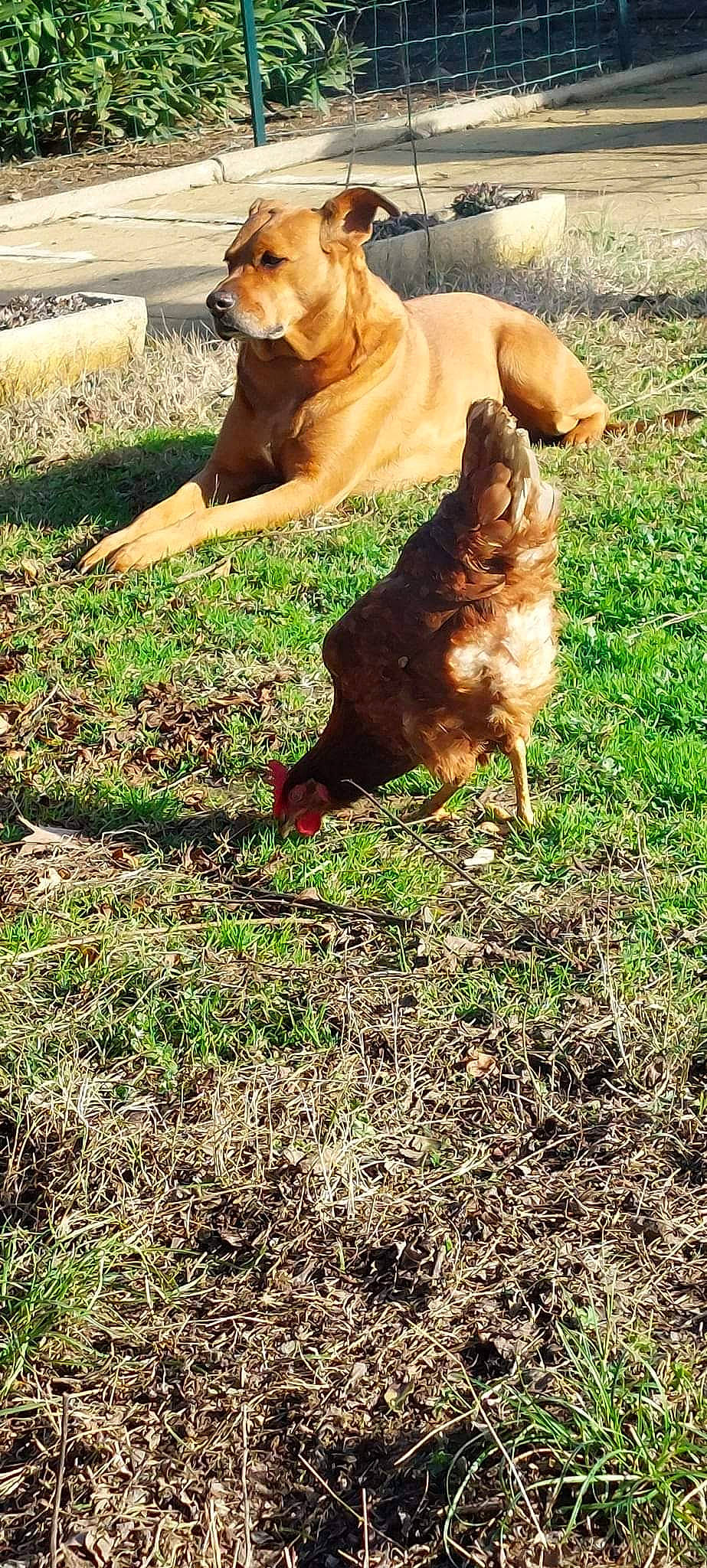 Aka a rejoint le concours — aidez-le/la à gagner de superbes lots ! bird, carnivore, chicken, companion_dog, dog, dog_breed, fawn, galliformes, grass, groundcover, guard_dog, liver, livestock, people_in_nature, phasianidae, plant, soil, sporting_group, tail, terrestrial_animal