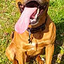 animal, brown_dog, canine, close_up, collar, cute, dog, friendly, grass, happy_dog, nature, outdoor, pet, playful, sitting, smiling, summer, sunlight, tag, tongue_out