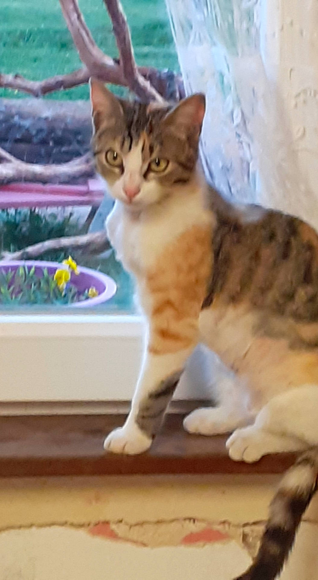 Tic a rejoint le concours — aidez-le/la à gagner de superbes lots ! aegean_cat, american_shorthair, american_wirehair, arabian_mau, asian, australian_mist, carnivore, cat, domestic_short_haired_cat, dragon_li, european_shorthair, felidae, kitten, mammal, polydactyl_cat, small_to_medium_sized_cats, sokoke, tabby_cat, vertebrate, whiskers