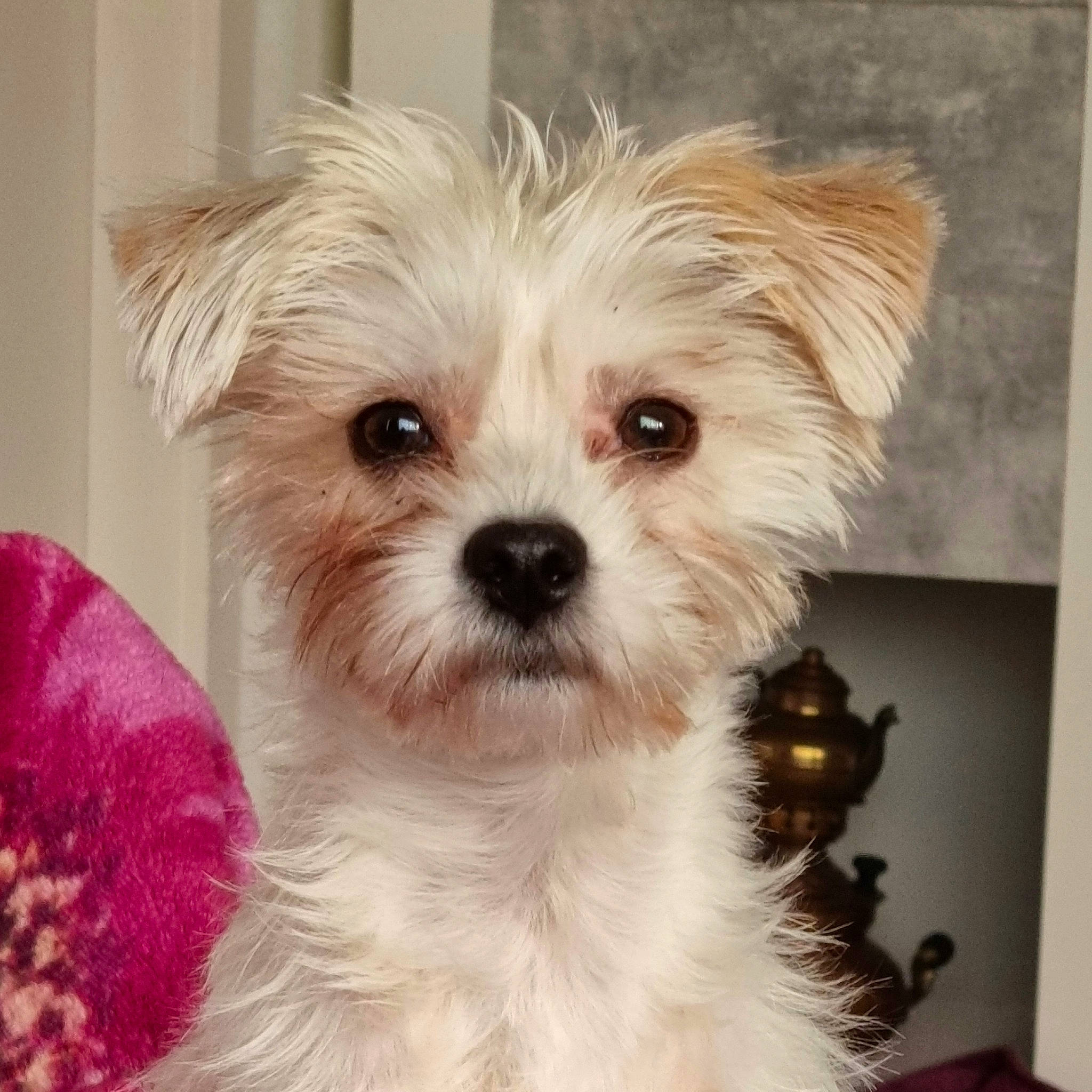 Nora a rejoint le concours — aidez-le/la à gagner de superbes lots ! biewer_terrier, canidae, carnivore, companion_dog, dog, dog_breed, dog_supply, fur, maltepoo, plant, puppy_love, shih_poo, small_terrier, snout, sporting_group, terrier, toy_dog, whiskers, working_animal, yorkipoo