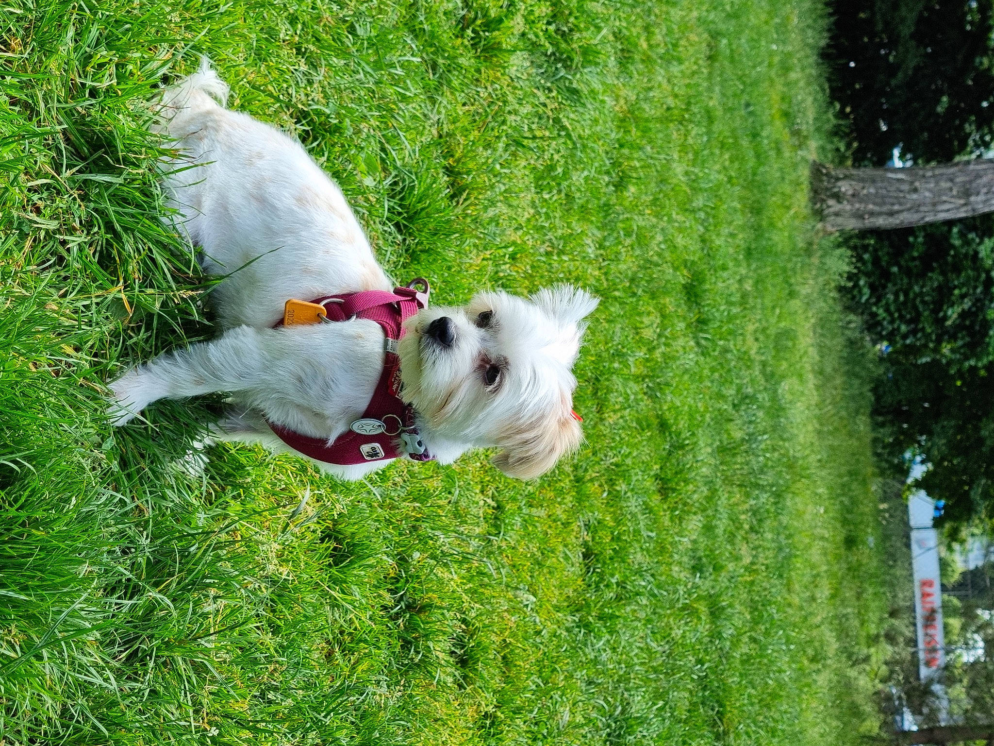 Nora participe au concours pour gagner de l'argent avec cette photo : canidae, carnivore, collar, companion_dog, dog, dog_breed, dog_collar, dog_supply, fawn, grass, lawn, non_sporting_group, plant, small_terrier, sporting_group, tail, terrier, toy_dog, tree, working_animal