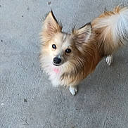 Babygirl joined the competition — help win amazing prizes! dog, canine, pet, fluffy, fur, ears, tail, outdoor, concrete, looking_up, animal, cute, small_dog, friendly, adorable, walking, paws, collar, brown_fur, white_fur