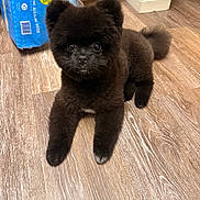 Oreo joined the competition — help win amazing prizes! dog, black_dog, fluffy, indoor, wooden_floor, pet, cute, animal, flooring, bottled_water, packaging, water_bottle, fur, toy_like, small_dog, lying_down, looking_at_camera, household, domestic_animal, cozy