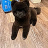 dog, black_dog, fluffy, indoor, wooden_floor, pet, cute, animal, flooring, bottled_water, packaging, water_bottle, fur, toy_like, small_dog, lying_down, looking_at_camera, household, domestic_animal, cozy