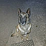 dog, animal, pet, canine, outdoor, night, flash, concrete, sitting, ears, fur, tail, looking, alert, face, pavement, metal_grate, closeup, watchful, alone