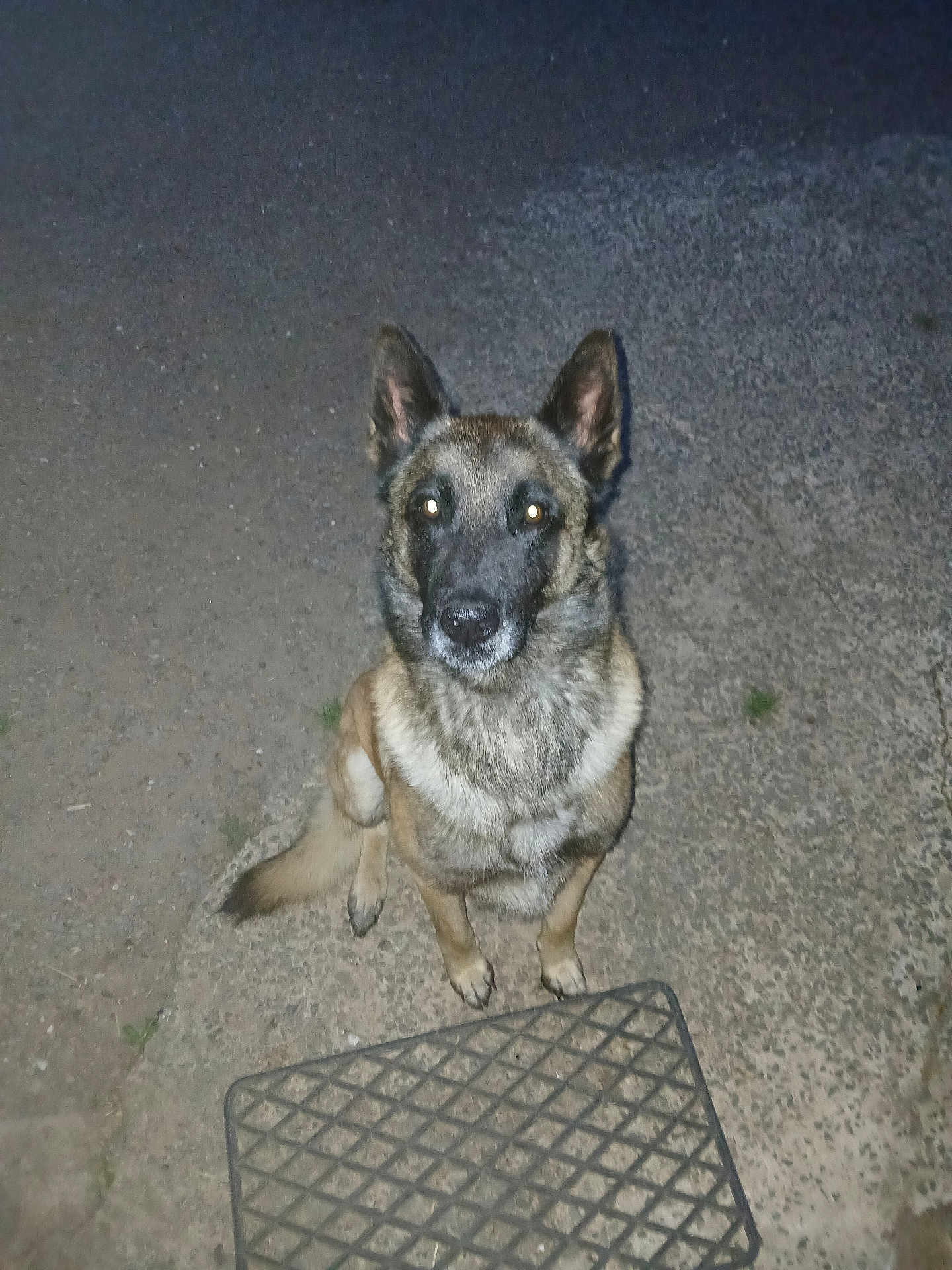 Ptit Loup a rejoint le concours — aidez-le/la à gagner de superbes lots ! dog, animal, pet, canine, outdoor, night, flash, concrete, sitting, ears, fur, tail, looking, alert, face, pavement, metal_grate, closeup, watchful, alone