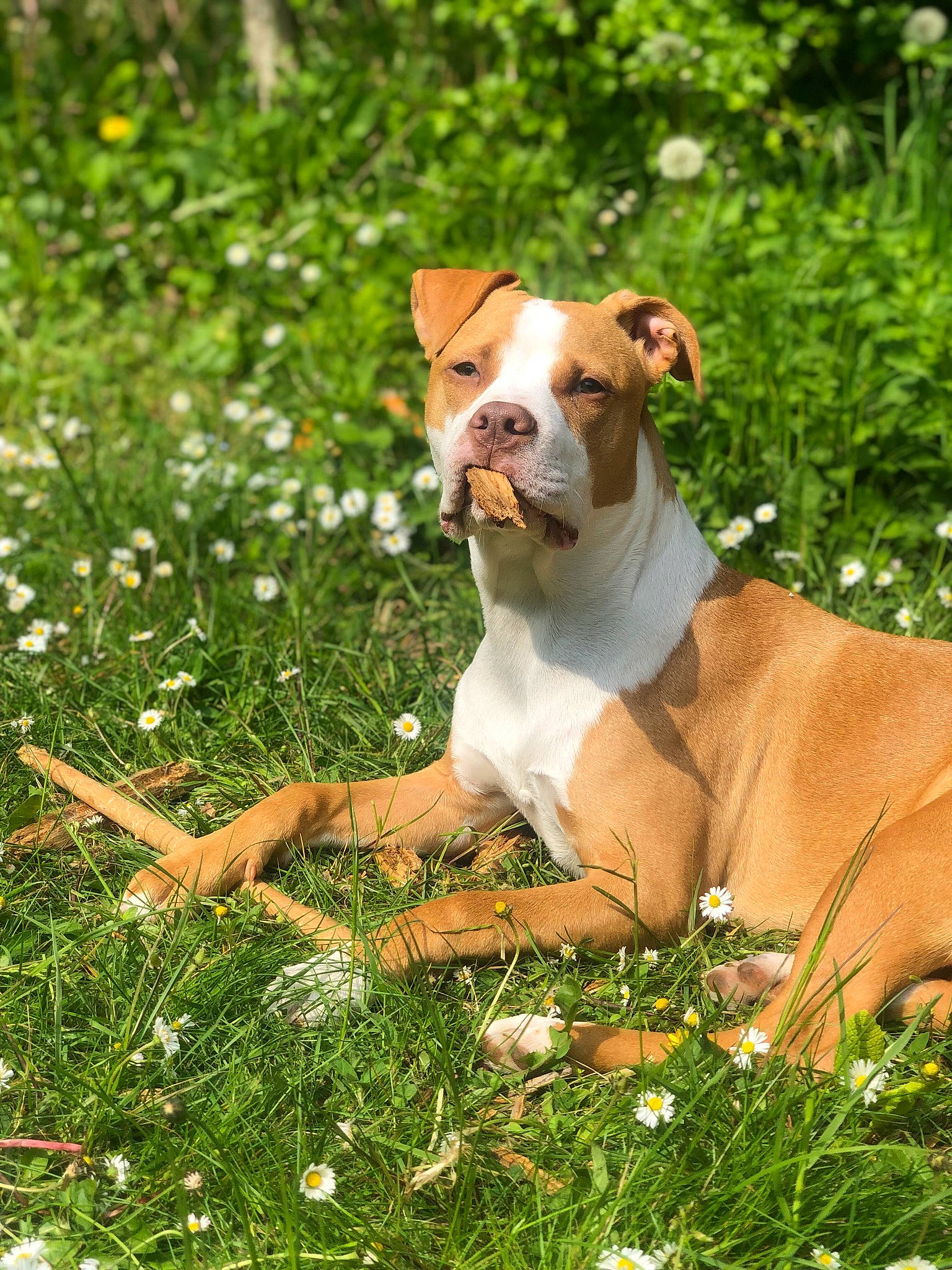 Ramses participe au concours pour gagner de l'argent avec cette photo : carnivore, collar, companion_dog, dog, dog_breed, dog_collar, fawn, flower, grass, groundcover, herbaceous_plant, liver, people_in_nature, plant, snout, tail, terrier, tree, whiskers, working_animal