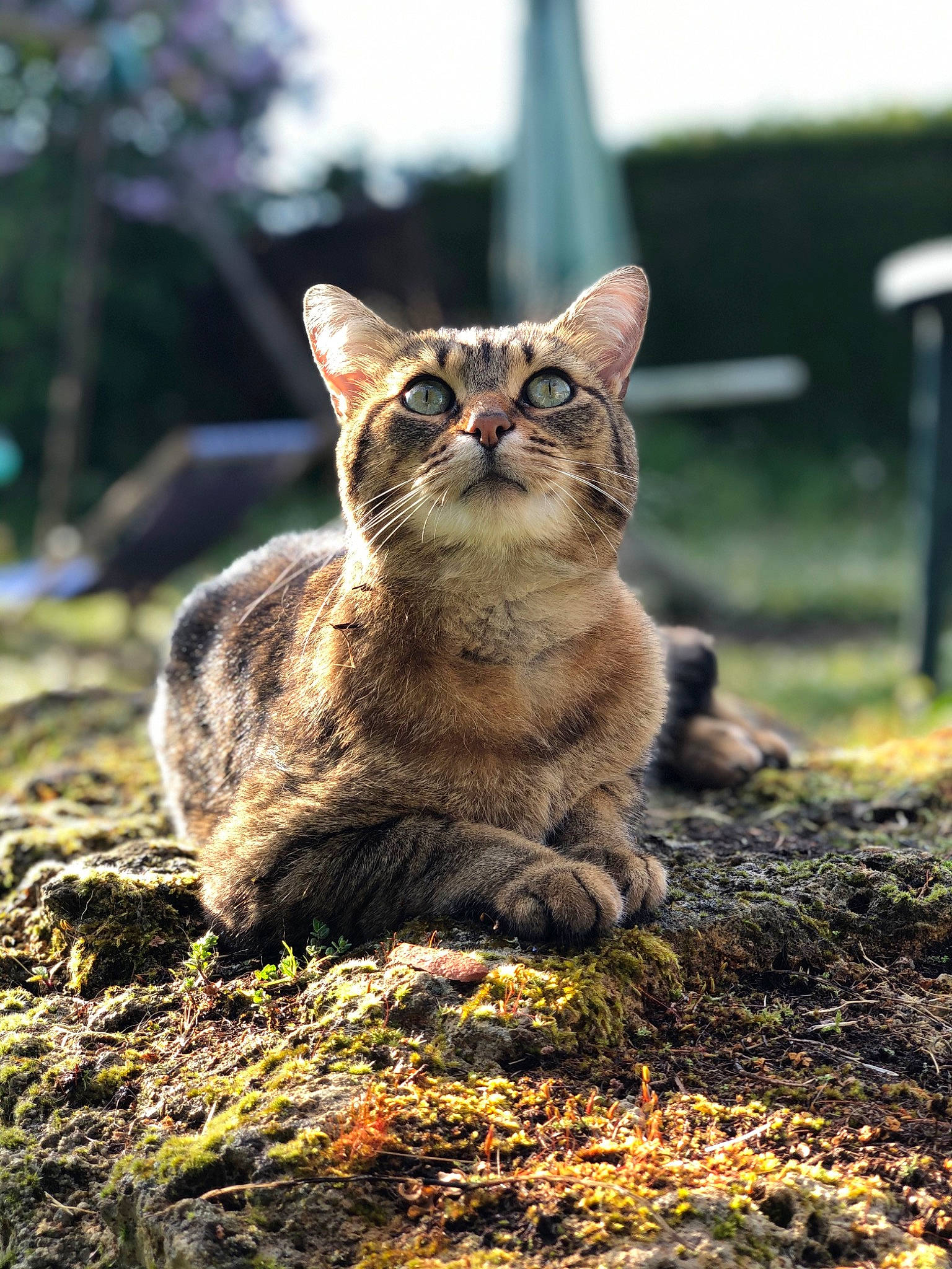 Ace participe au concours pour gagner de l'argent avec cette photo : carnivore, cat, domestic_short_haired_cat, fawn, felidae, fur, grass, leaf, rock, sitting, sky, small_to_medium_sized_cats, snout, soil, tail, terrestrial_animal, tree, whiskers, wildlife, wood