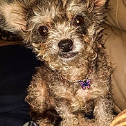 Pawnee joined the competition — help win amazing prizes! animal, blanket, brown_fur, butterfly_charm, close_up, companion, curly_hair, cute, dog, domestic_animal, ears, fur, furry, indoor, looking_at_camera, necklace, pet, portrait, sitting, small_dog