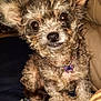 animal, blanket, brown_fur, butterfly_charm, close_up, companion, curly_hair, cute, dog, domestic_animal, ears, fur, furry, indoor, looking_at_camera, necklace, pet, portrait, sitting, small_dog