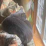 Kitkat joined the competition — help win amazing prizes! cat, gray_cat, fluffy, sleeping, cushion, patterned_fabric, window, stained_glass, wooden_floor, indoor, cozy, sunlight, pet, resting, home, comfort, furniture, relaxing, domestic_animal, nap