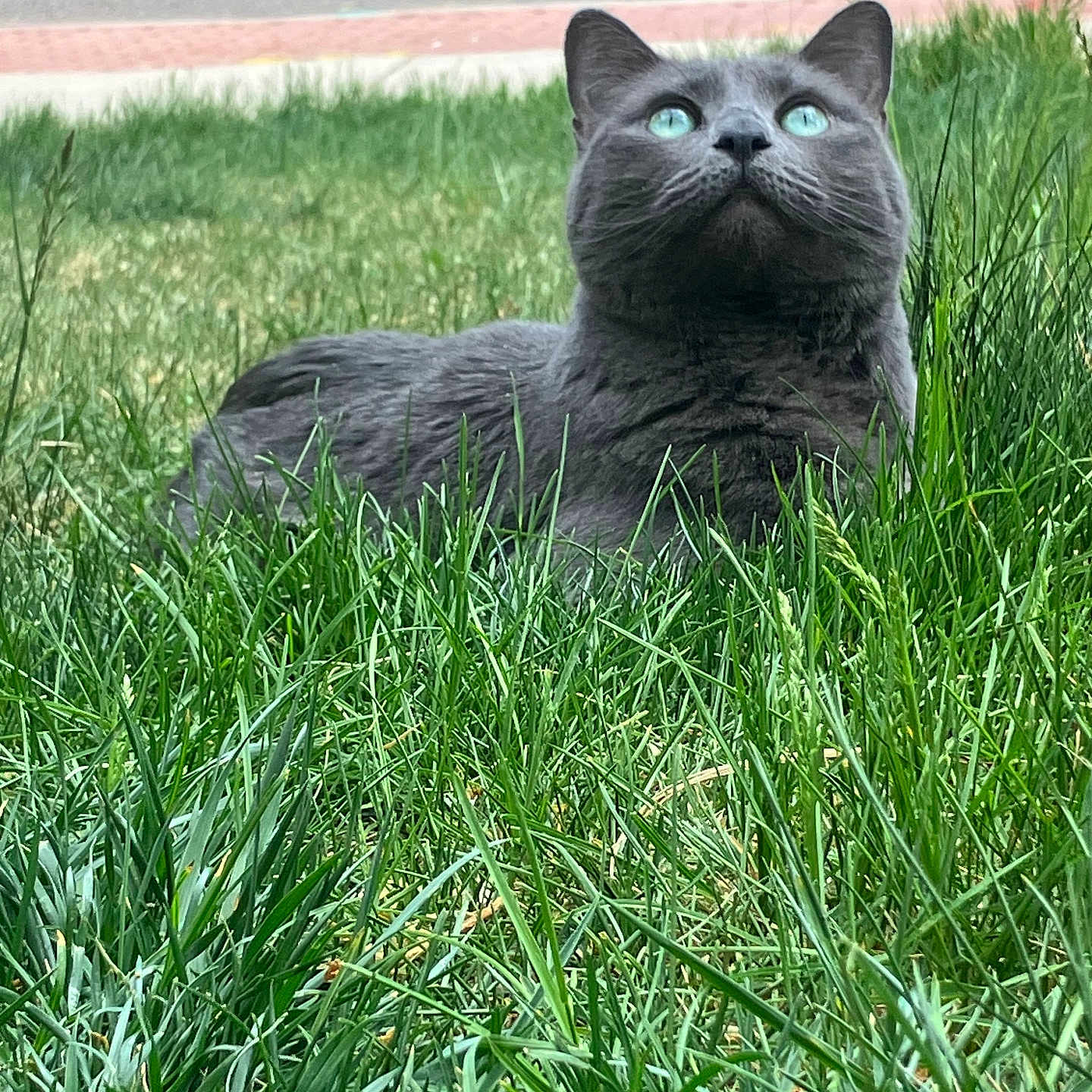 Kitkat joined the competition — help win amazing prizes! cat, gray_cat, grass, green_eyes, outdoor, animal, pet, feline, nature, lush, close_up, lying_down, alert, whiskers, ears, muzzle, fur, daylight, sidewalk, curious