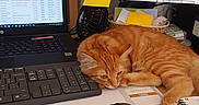 Sun a rejoint le concours — aidez-le/la à gagner de superbes lots ! cat, orange_tabby, desk, laptop, computer_monitor, keyboard, mouse, pen, notepad, sticky_notes, paper, office, workstation, indoor, resting, sleeping_cat, technology, screen, feline, cozy