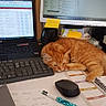 cat, orange_tabby, desk, laptop, computer_monitor, keyboard, mouse, pen, notepad, sticky_notes, paper, office, workstation, indoor, resting, sleeping_cat, technology, screen, feline, cozy
