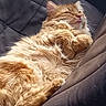 Sun a rejoint le concours — aidez-le/la à gagner de superbes lots ! cat, ginger_cat, fluffy, pet, animal, indoor, resting, cushion, fur, relaxed, cute, tongue_out, cozy, mammal, whiskers, sleepy, soft, feline, close_up, comfort