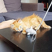 Sun participe au concours pour gagner de l'argent avec cette photo : kitten, orange_cat, toy_mouse, black_table, hand, sofa, couch, cushion, living_room, pet, playful, feline, cute, domestic_animal, indoor, fur, blue_eyes, resting, small_animal, home