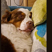 Strelli a rejoint le concours — aidez-le/la à gagner de superbes lots ! dog, sleeping, couch, pillow, brown_and_white, close_up, indoor, pet, relaxed, fluffy, snuggled, resting, tongue_out, comfortable, furry, household, domestic_animal, canine, lazy, cozy