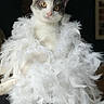 Maya a rejoint le concours — aidez-le/la à gagner de superbes lots ! adorable, animal, cat, costume, cute, domestic_cat, fashion, feather_boa, feline, fluffy, fur, gray_and_white_cat, indoor, looking_at_camera, pet, playful, portrait, posing, soft_texture, white_feathers