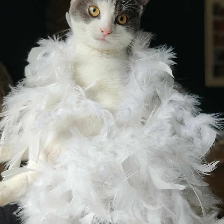 Maya