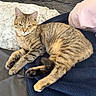 Lucy is registered to the contest to win money with this photo: cat, tabby_cat, indoor, blanket, pillow, resting, feline, fur, pet, cozy, soft, sleepy, comfort, animal, cute, relaxing, striped, closeup, bed, domestic_animal