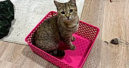 Lucy joined the competition — help win amazing prizes! cat, tabby_cat, pink_basket, wooden_floor, toy_mouse, toy_wand, indoor, sitting, looking_up, curious, pet, furniture, books, shelf, rug, cozy, playful, domestic_animal, flooring, basket