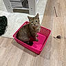 cat, tabby_cat, pink_basket, wooden_floor, toy_mouse, toy_wand, indoor, sitting, looking_up, curious, pet, furniture, books, shelf, rug, cozy, playful, domestic_animal, flooring, basket