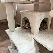 Lucy joined the competition — help win amazing prizes! cat, kitten, tabby, cat_tree, indoor, wooden_floor, furniture, toy, pompom, pet, animal, curious, hideout, cozy, resting, beige, fur, small, cute, domestic